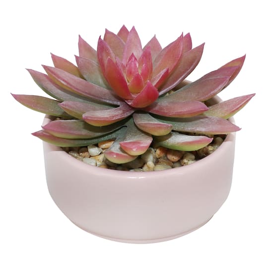 5.5&#x22; Pink Echeveria in Ceramic Pot by Ashland&#xAE;